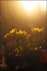 Winterlinge II