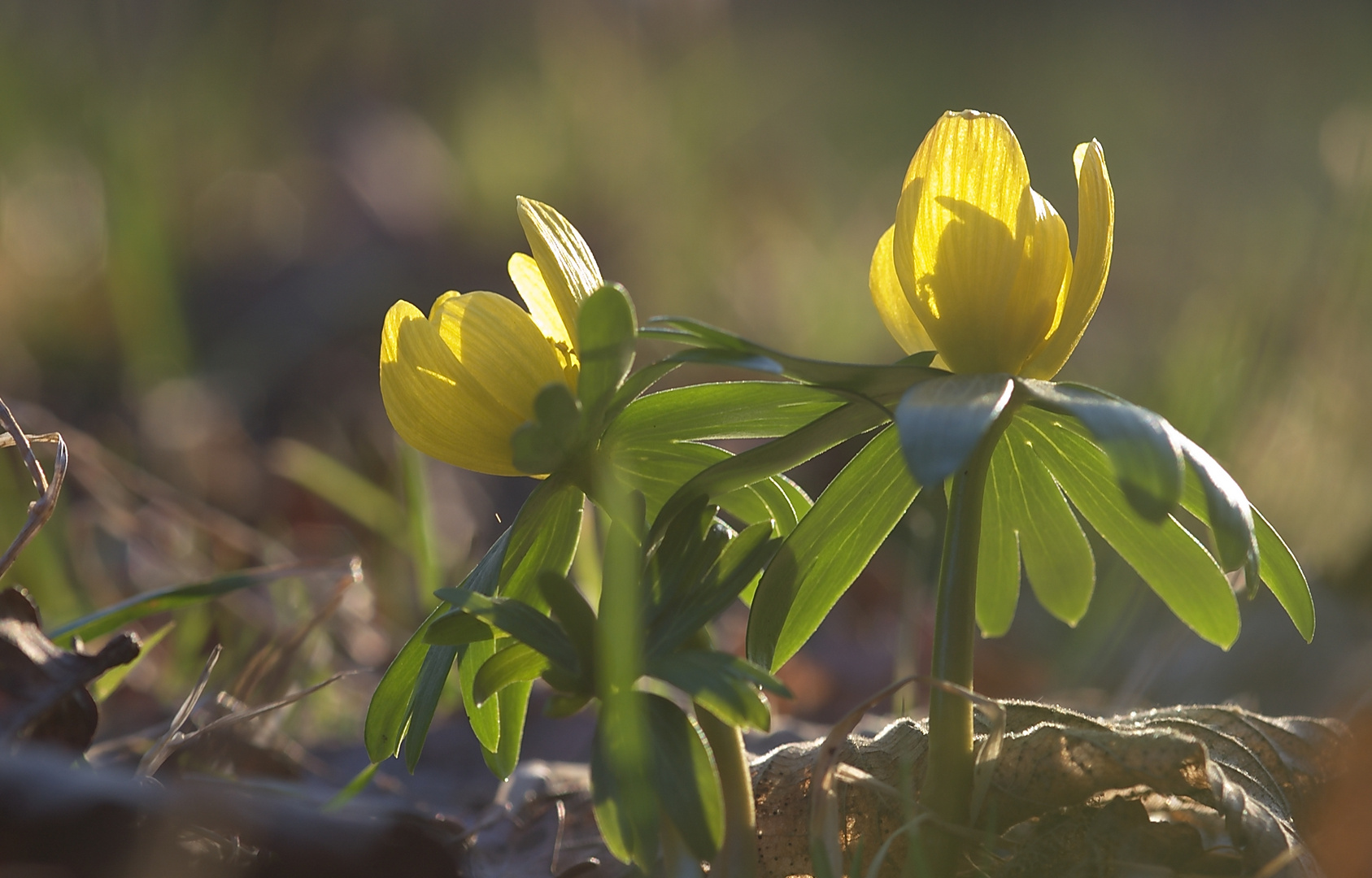 Winterlinge im abendlichen Gegenlicht