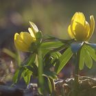 Winterlinge im abendlichen Gegenlicht