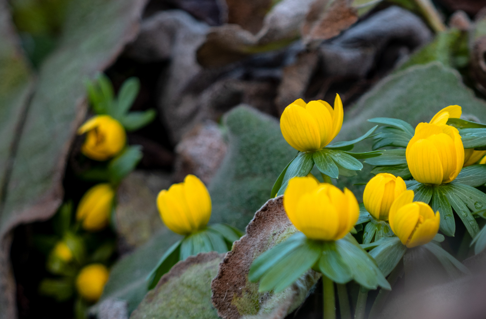 Winterlinge  im botanischen Garten