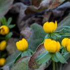 Winterlinge  im botanischen Garten