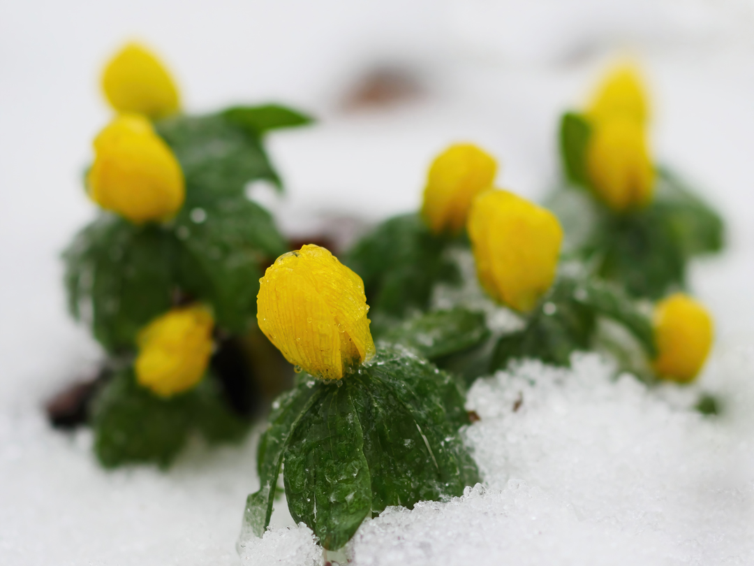 Winterlinge im Eismantel