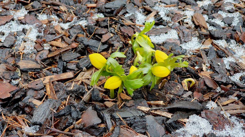 Winterlinge im Garten