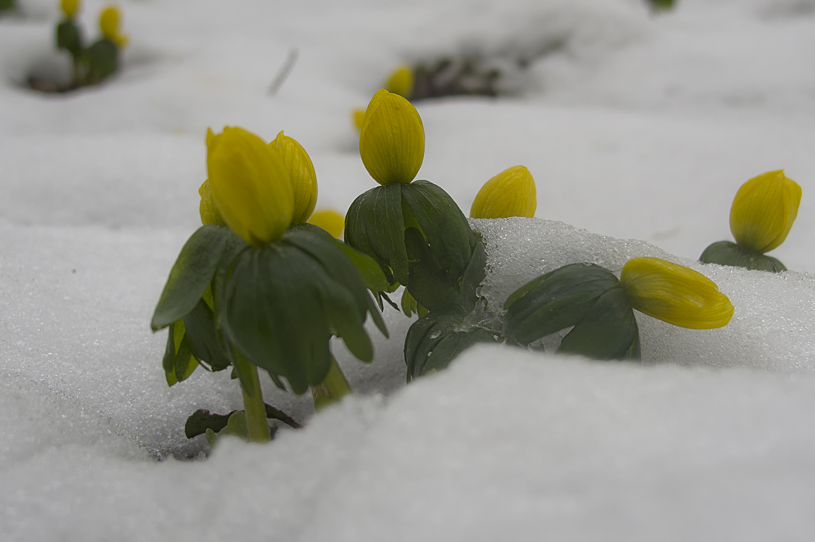 Winterlinge im Kampf mit den Jahreszeiten