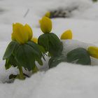 Winterlinge im Kampf mit den Jahreszeiten