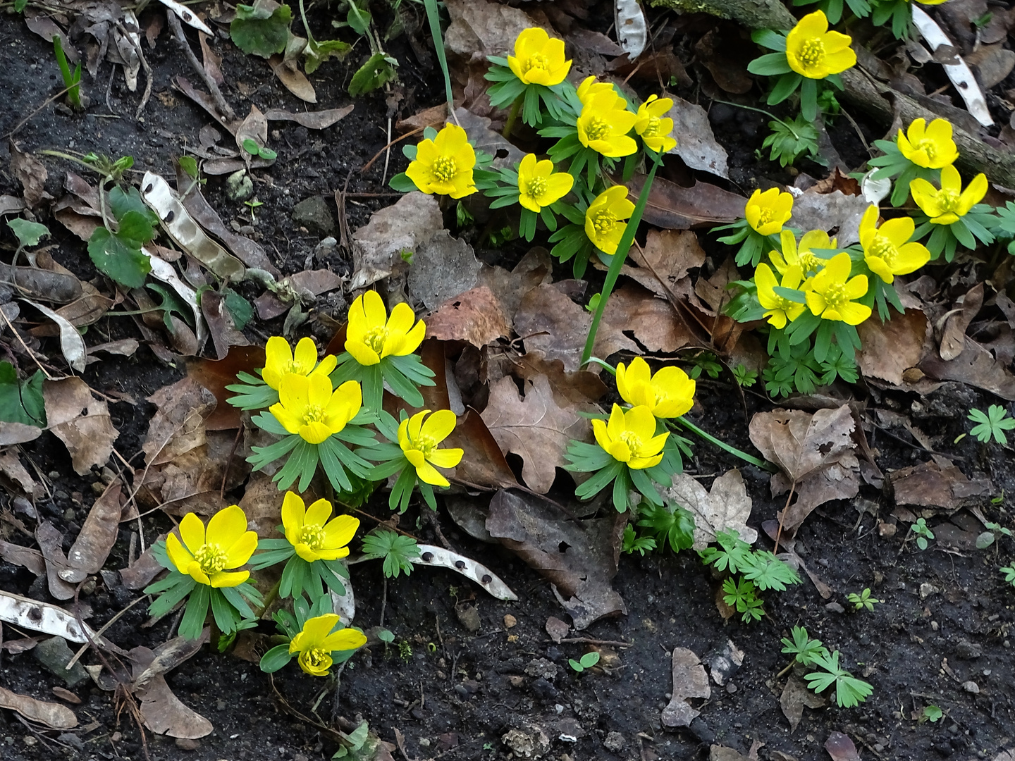 Winterlinge im Klosterbergegarten