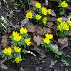 Winterlinge im Klosterbergegarten