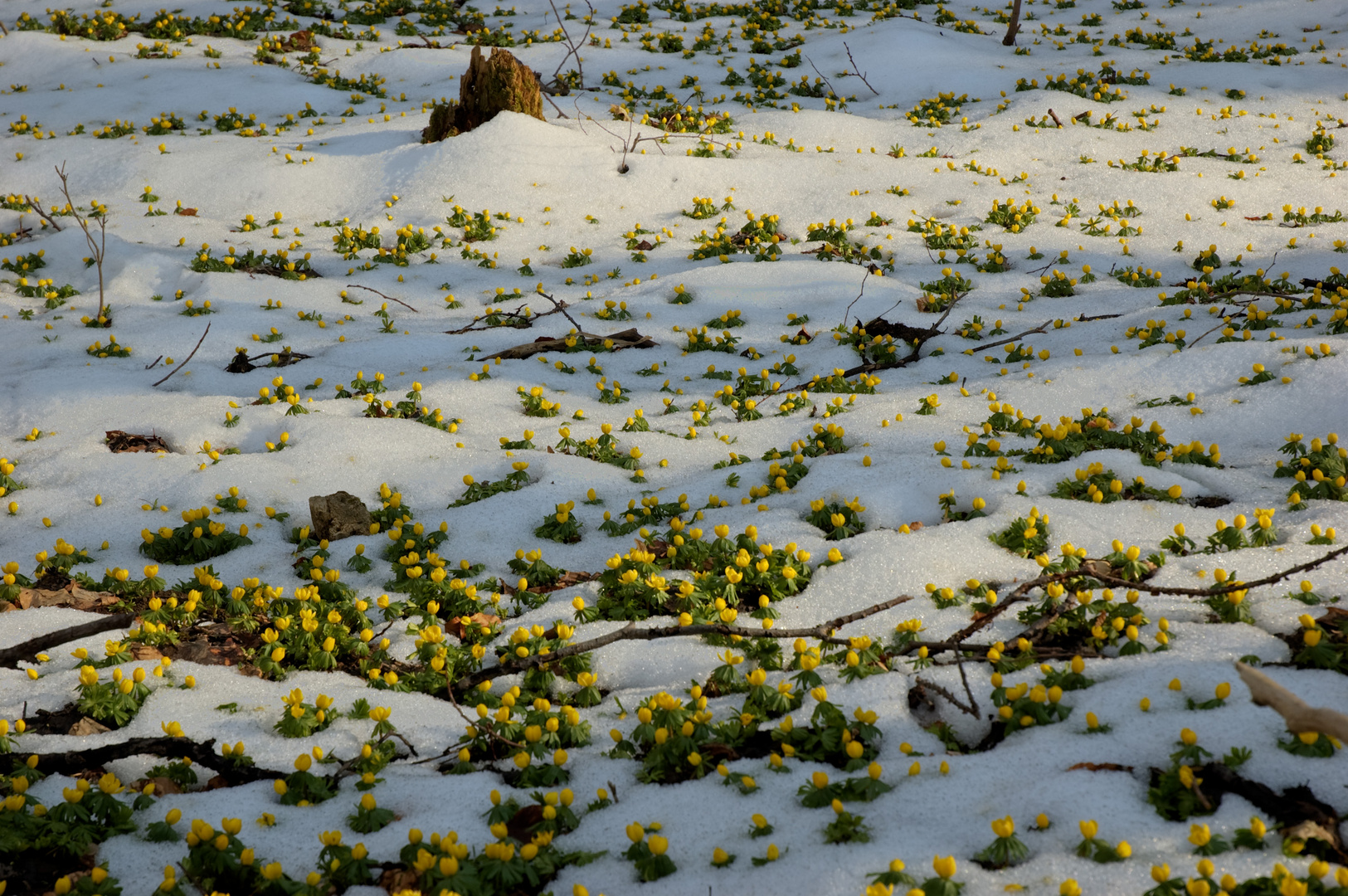 Winterlinge im Rautal bei Jena