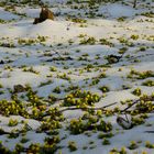 Winterlinge im Rautal bei Jena