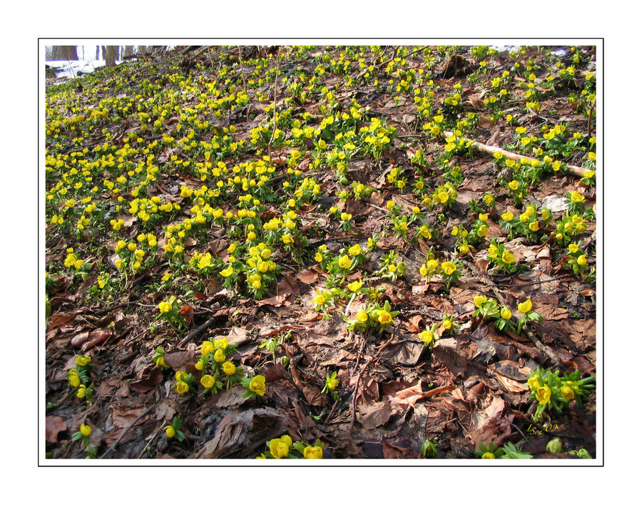 Winterlinge im Rautal (Jena)