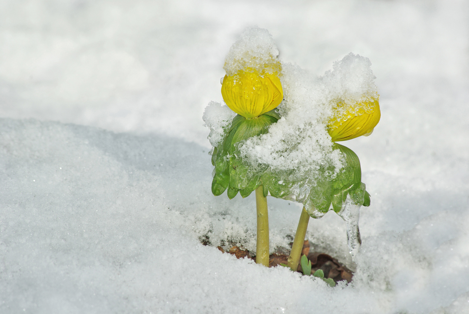 Winterlinge im Schnee....