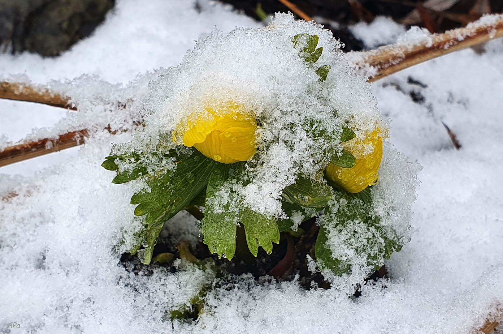 Winterlinge im Schnee...