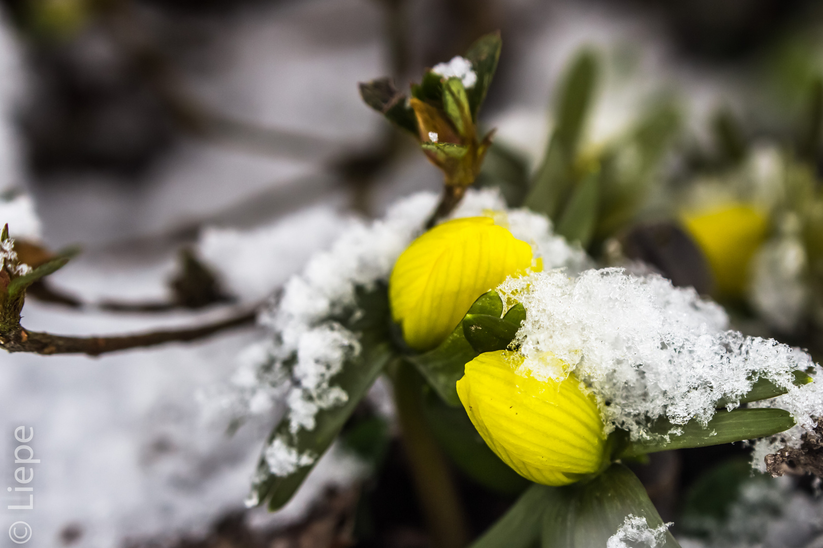 Winterlinge im Schnee