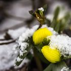 Winterlinge im Schnee