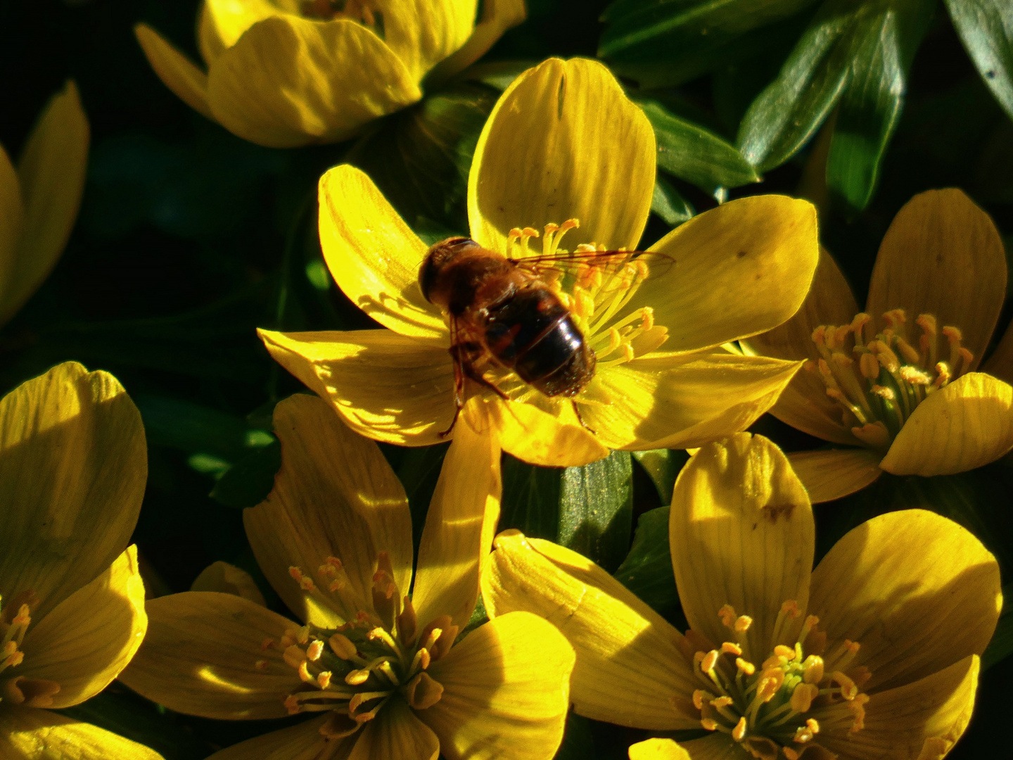 Winterlinge im Sonnenlicht