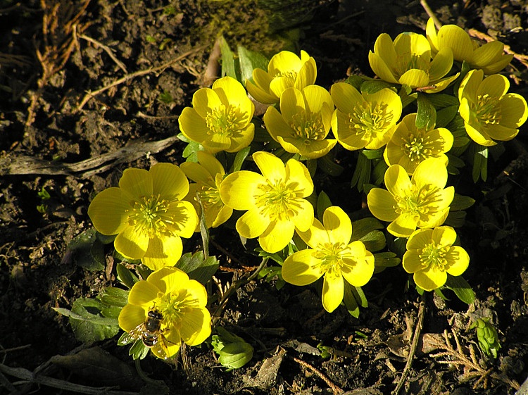 Winterlinge im Sonnenschein