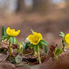 Winterlinge im Wald 2