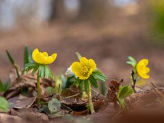 Winterlinge im Wald 2