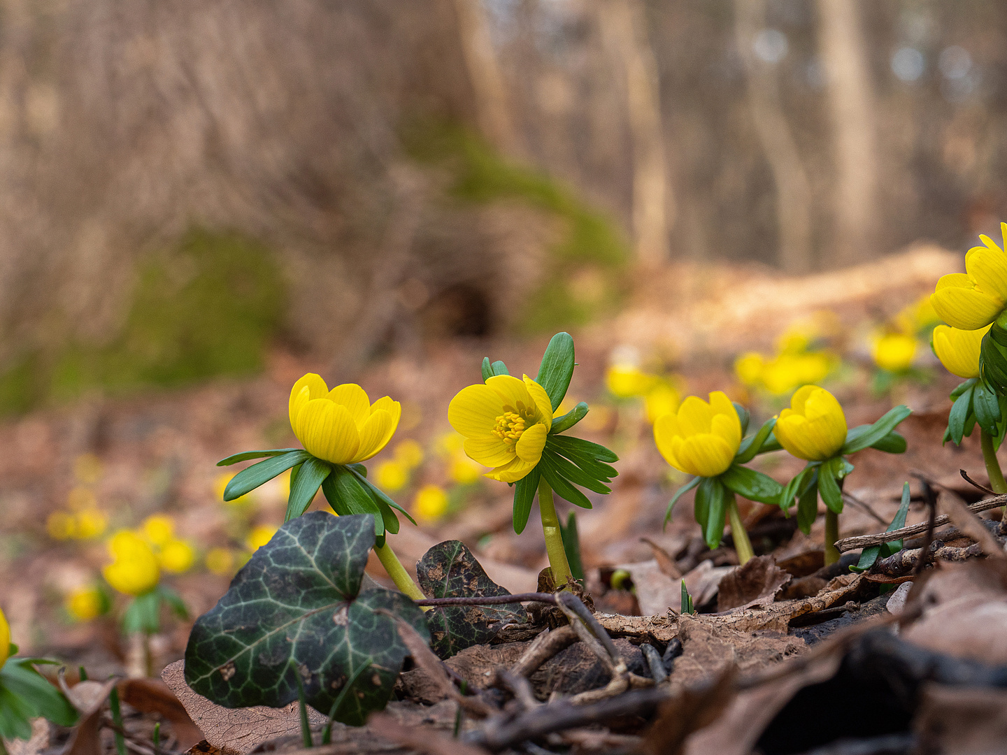 Winterlinge im Wald