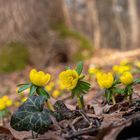 Winterlinge im Wald