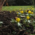 Winterlinge im wilden Garten