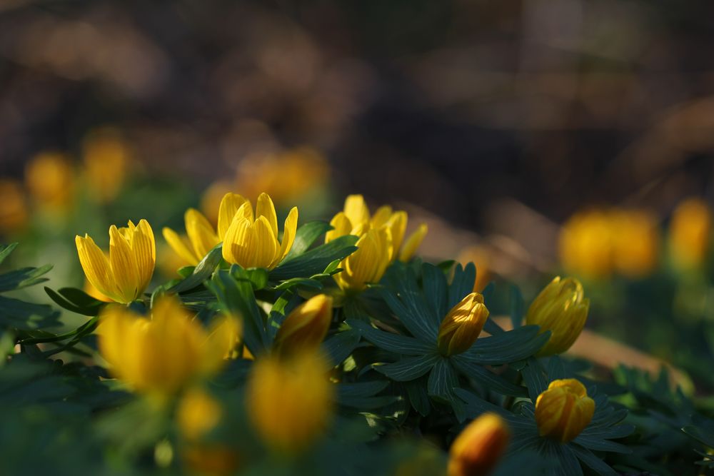 Winterlinge in der Abendsonne