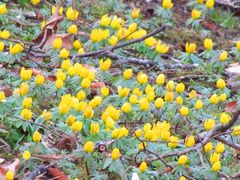 Winterlinge künden vom nahen Frühling