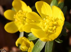 Winterlinge (lat. Eranthis hiemalis) im Rautal bei Closewitz