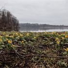 Winterlinge mit Ausblick