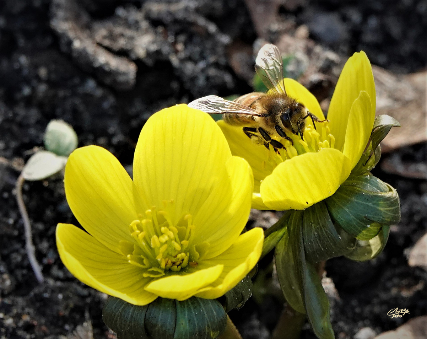 Winterlinge mit Besucherin