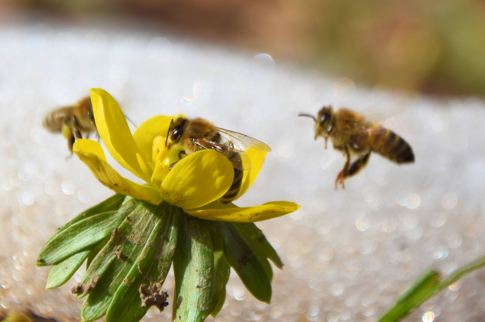 Winterlinge mit Bienen