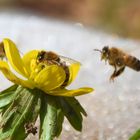 Winterlinge mit Bienen