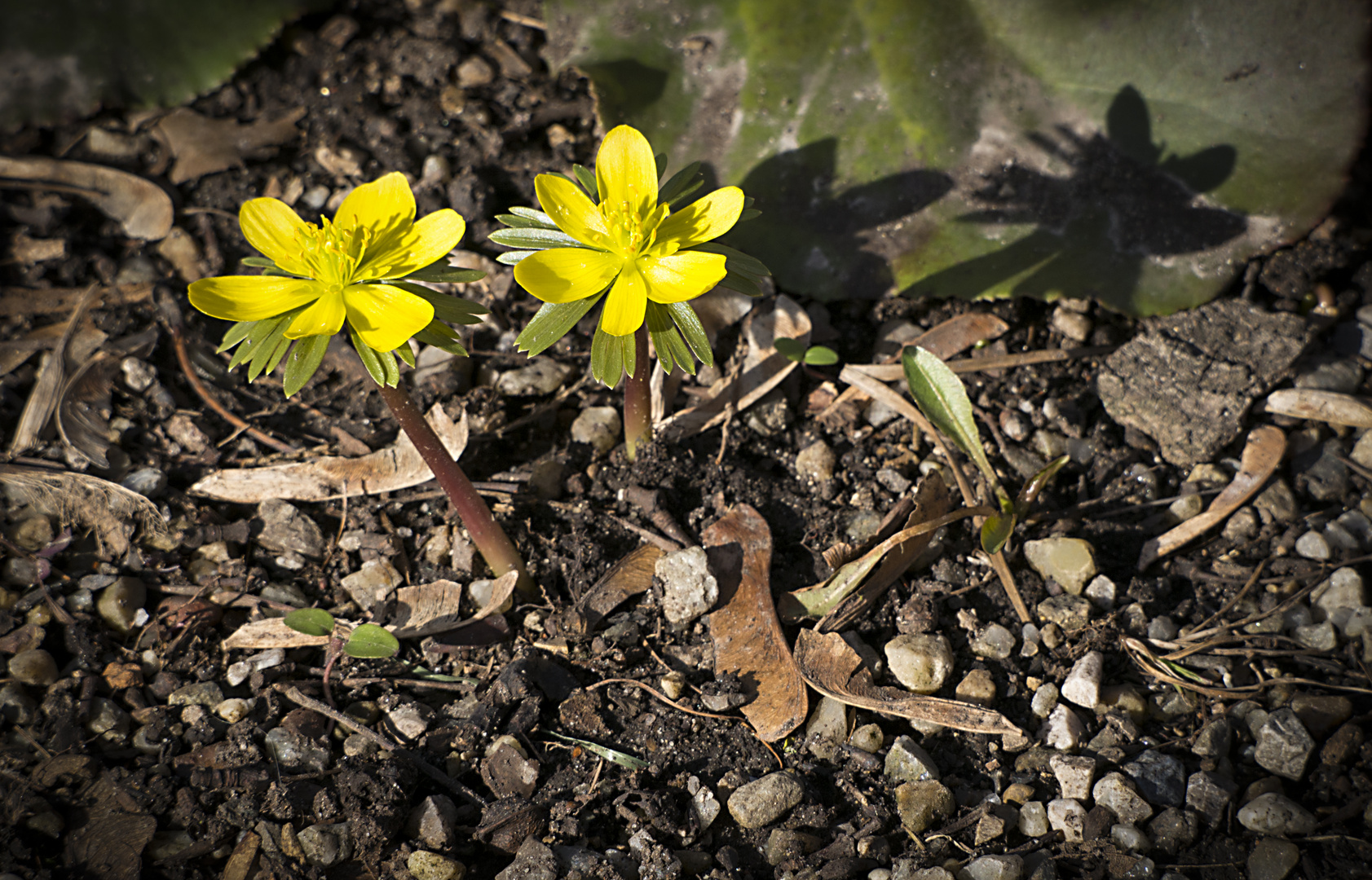 winterlinge mit schatten