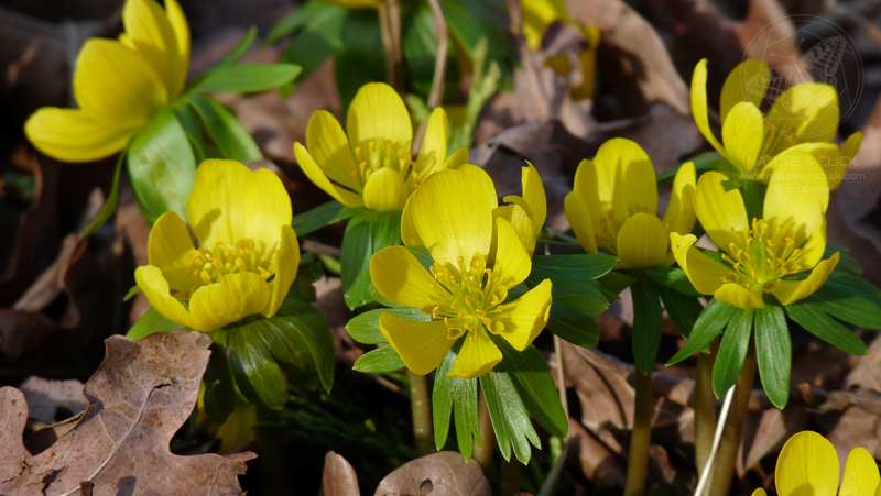 Winterlinge © S. Dorner / www.natureandclick.com