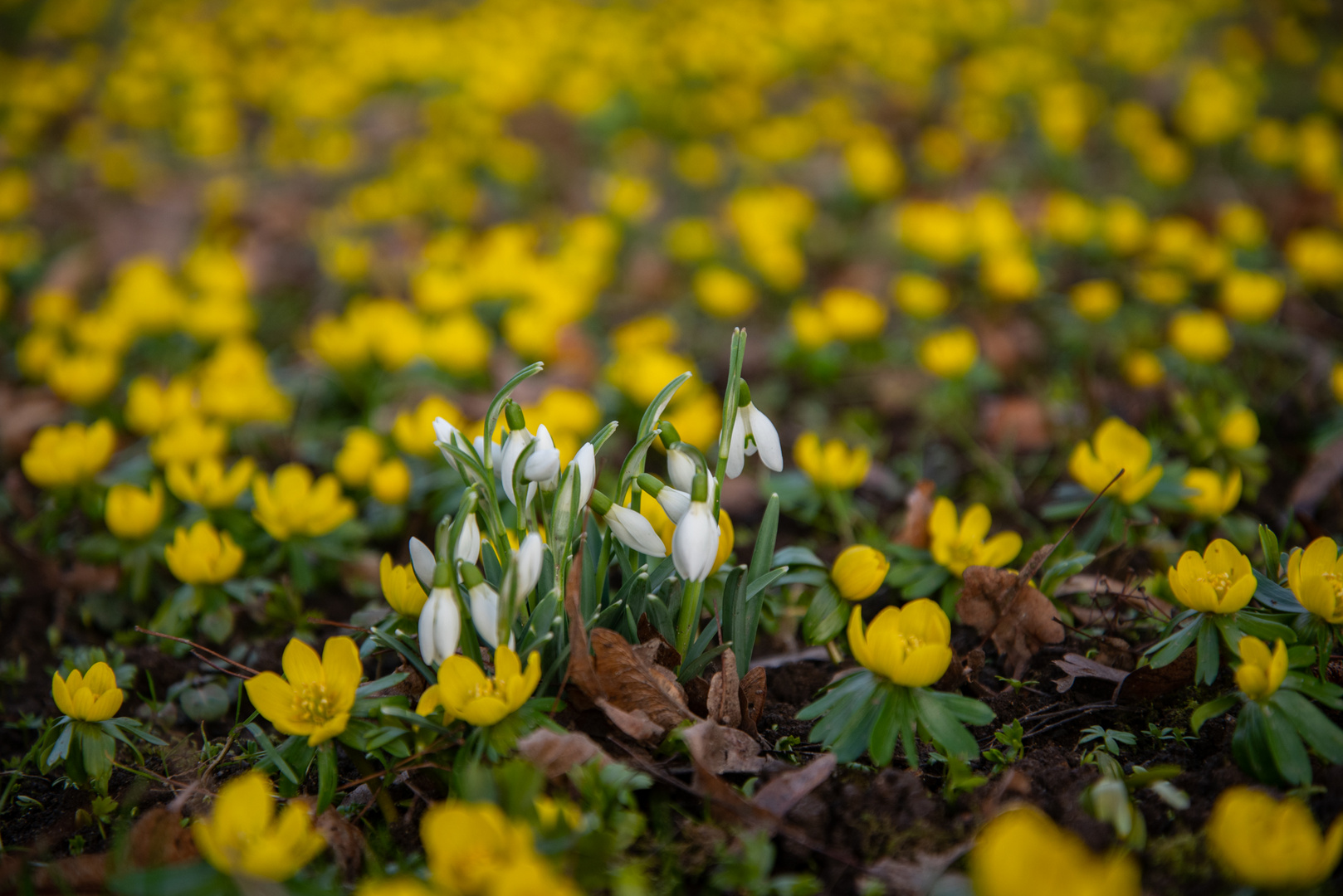 Winterlinge und Schneeglöckchen