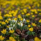 Winterlinge und Schneeglöckchen