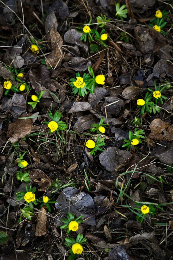 Winterlinge...erste leuchtende Frühlingsboten