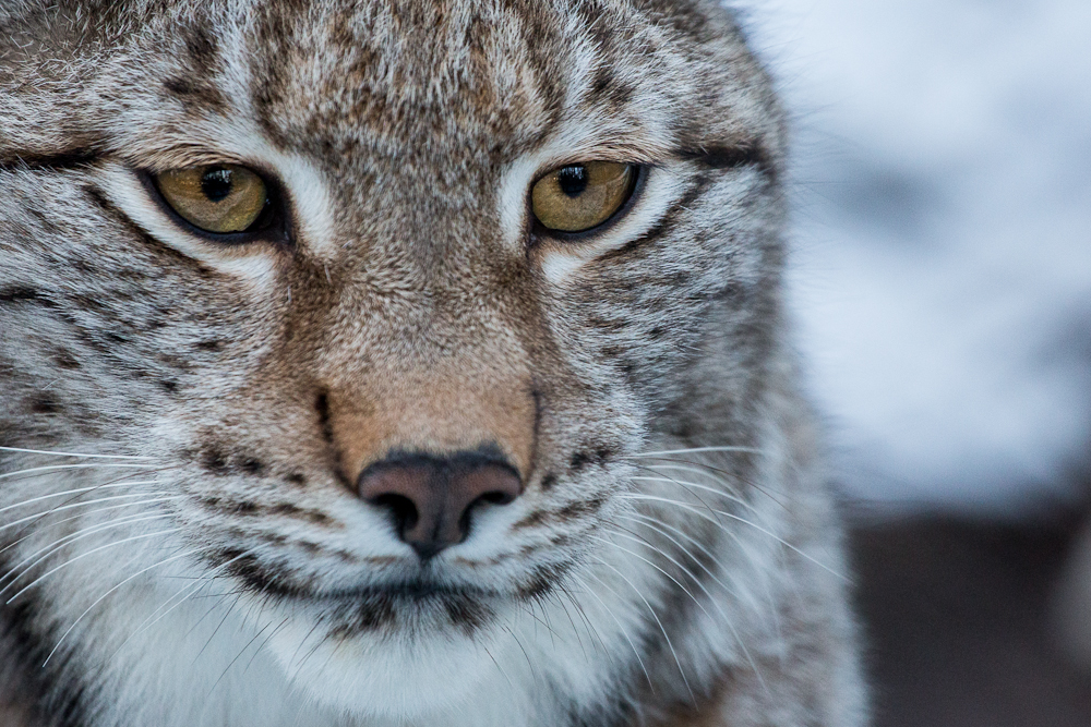 Winterluchs