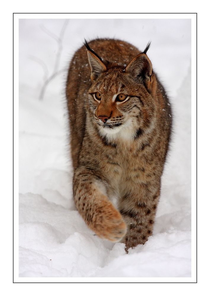 Winterluchs