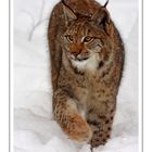 Winterluchs