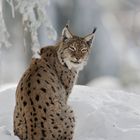 Winterluchs