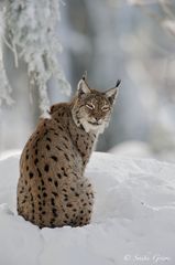 Winterluchs