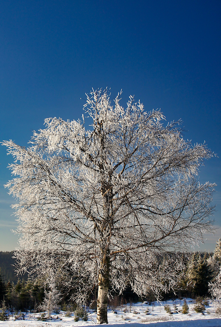 Wintermärchen...