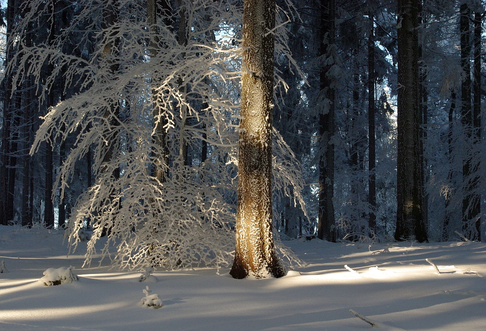 Wintermärchen Foto & Bild  landschaft, wald, winter im odenwald Bilder 