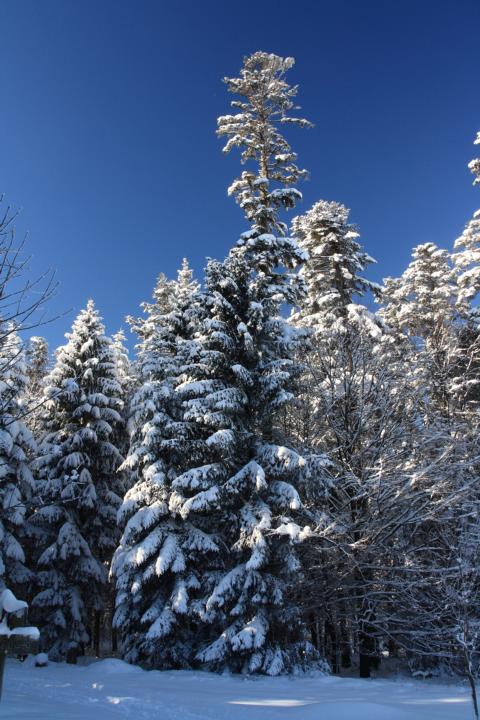 Wintermärchen...