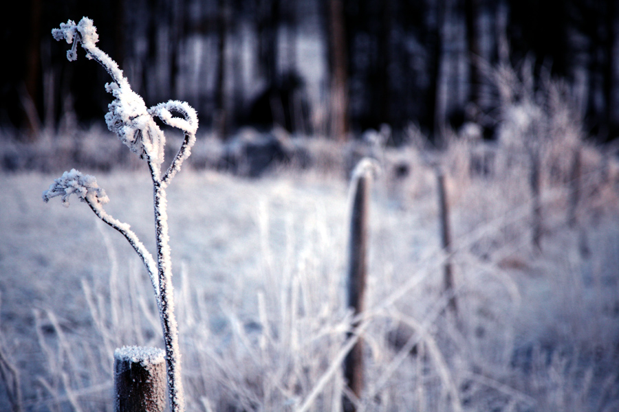 * Wintermärchen*