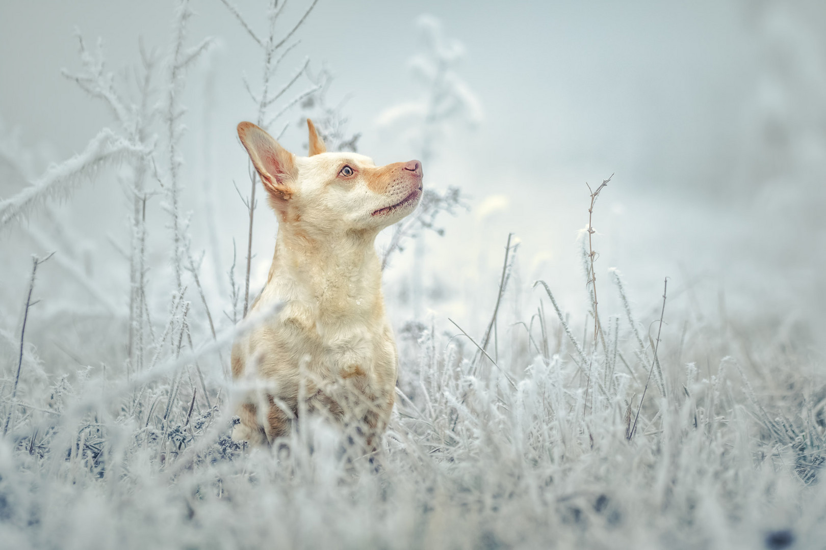 Wintermärchen