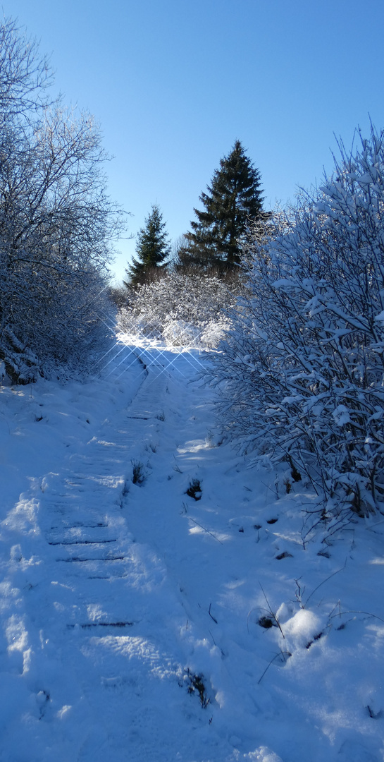 Wintermärchen "Hohes Venn"