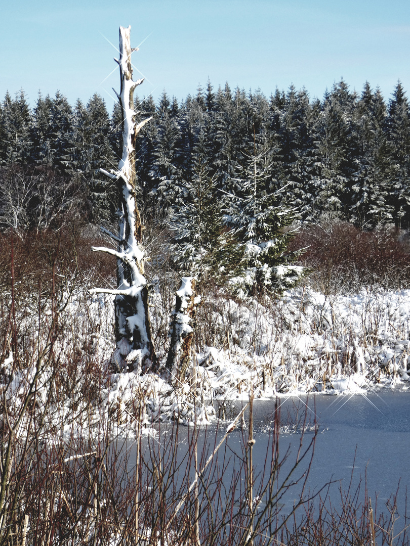 Wintermärchen "HohesVenn"