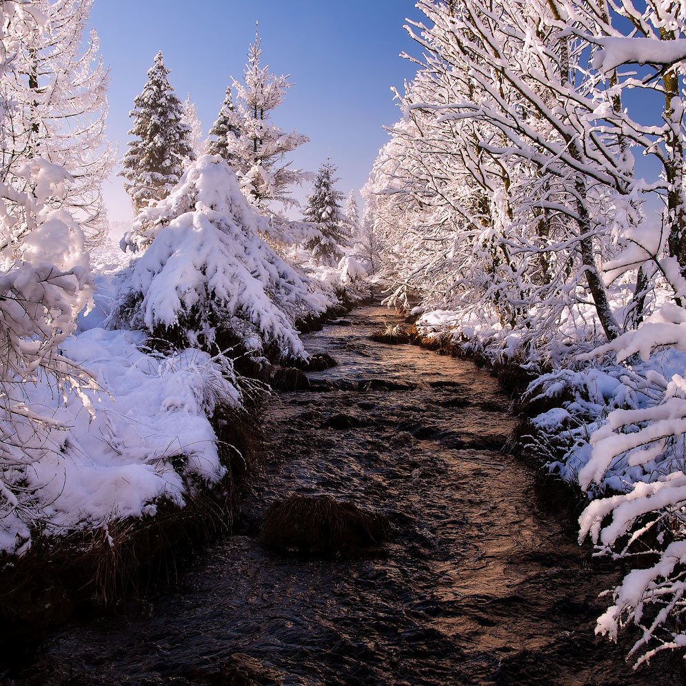 Wintermärchen II Foto & Bild  landschaft, moor, hohes venn Bilder auf 